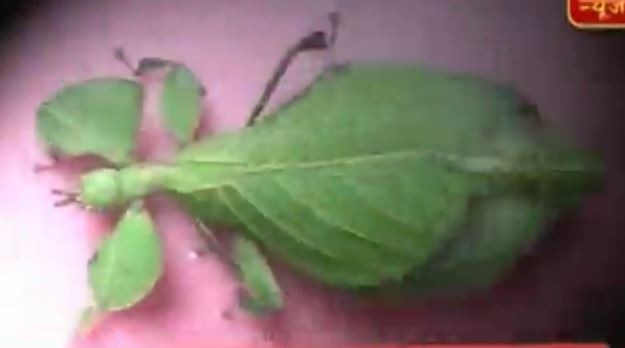 WATCH: Your ‘Palak Paneer’ may have this DEADLY insect which loves to live in spinach WATCH: Your 'Palak Paneer' may have this DEADLY insect which loves to live in spinach