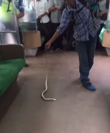 WATCH: Indonesian kills snake on train with bare hands WATCH: Indonesian kills snake on train with bare hands