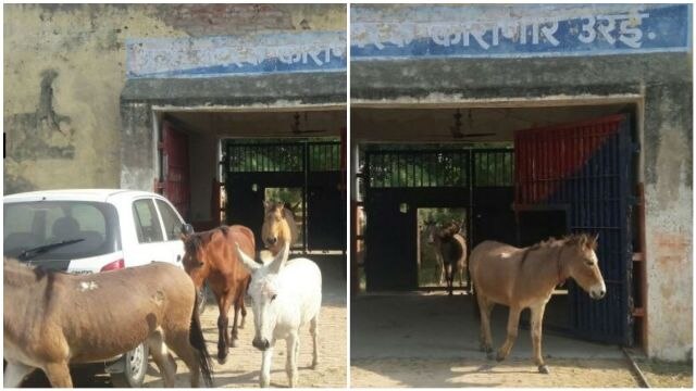 Uttar Pradesh: Herd of donkeys detained by police for four days, released on bail Herd of donkeys detained by UP police for four days, released on bail