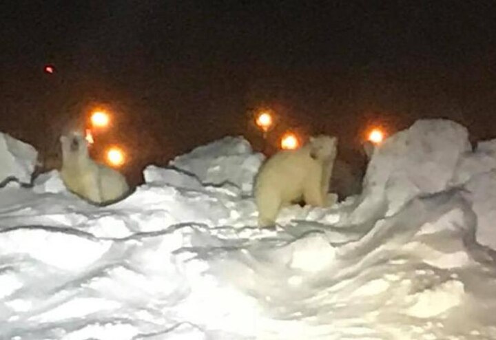 IN VIDEO: Two polar bears chased off runway at Alaska Airport IN VIDEO: Two polar bears chased off runway at Alaska Airport
