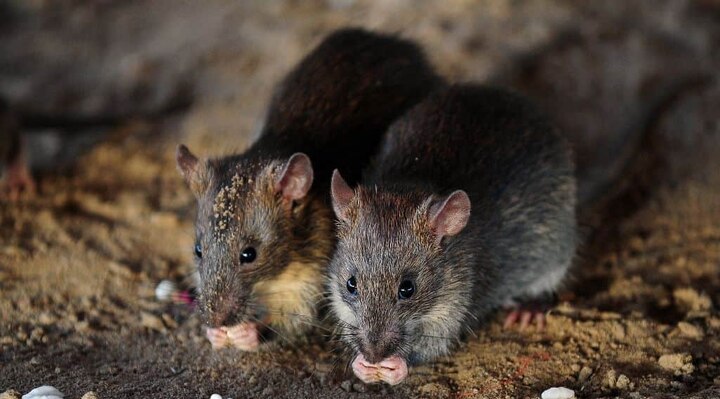 Hyderabad: Rats eat dead body of woman kept in mortuary Hyderabad: Rats eat dead body of woman kept in mortuary