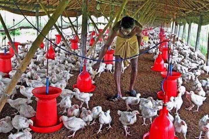 Hyderabad horror: Family of seven found dead in poultry farm Hyderabad horror: Family of seven found dead at poultry farm