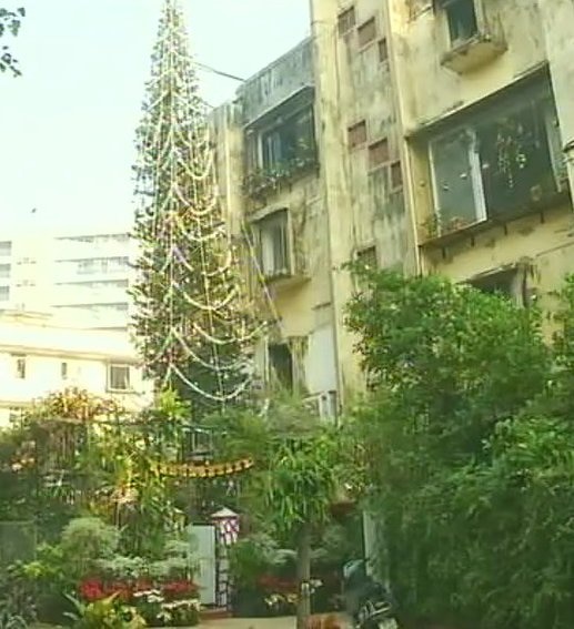 Mumbai: Woman grows country’s ‘tallest’ Christmas tree in her Mumbai: Woman grows country's 'tallest' Christmas tree in her backyard