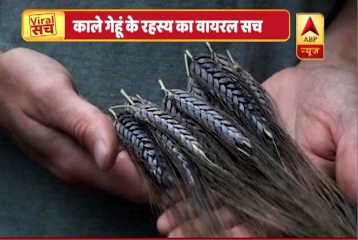 Viral Sach: This variety of wheat claims to cure Cancer and Diabetes Viral Sach: This black wheat claims to cure Cancer and Diabetes