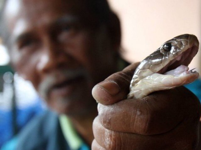 Girl dies after cobra snake bites her finger 9 year old girl dies after cobra snake bites her finger