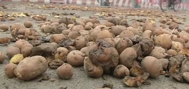 Uttar Pradesh: Farmers dump potatoes outside CM Yogi’s residence Uttar Pradesh: Farmers dump potatoes outside CM Yogi's residence