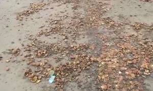 Uttar Pradesh: Farmers dump potatoes outside CM Yogi's residence