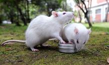 Bhopal: 12 year old girl commits suicide after pet rat’s death