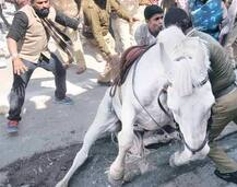 Maharashtra: Man dies after horse kicks him in the face