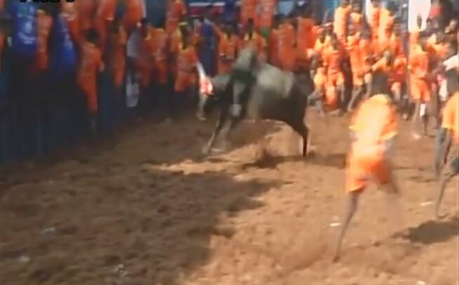 WATCH: #Jallikattu event organized in Tamil Nadu’s Madurai WATCH: Jallikattu event organized in Tamil Nadu's Madurai