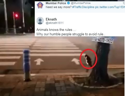 Mumbai police tweeted cat’s video to make people aware of traffic rules Mumbai police posts a cat video to teach a lesson on traffic discipline and it's breaking the internet