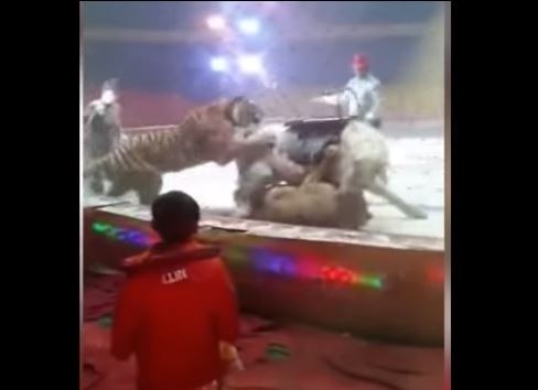 Shocking video: Watch lion and tiger attack horse at Chinese circus Shocking video: Watch lion and tiger attack horse at circus