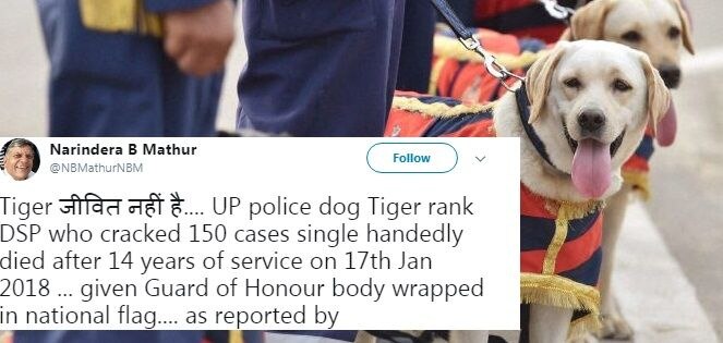Uttar Pradesh: Brave Police dog ‘Tiger’ gets guard of honour at his funeral Uttar Pradesh: Brave Police dog 'Tiger' gets guard of honour at his funeral