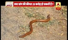 VIRAL SACH: Snake with two heads sold at Rs. 250,000,000?