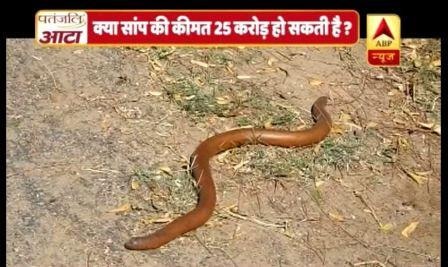 VIRAL SACH: Snake with two heads sold at Rs. 250,000,000? VIRAL SACH: Snake with two heads sold at Rs. 250,000,000?