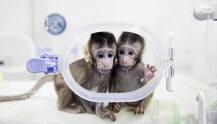 Scientists Clone Monkeys For The First Time, Use The Same Process That Made Dolly The Sheep