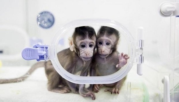 Chinese Scientists Clone Monkeys For The First Time, Use The Same Process That Made Dolly The Sheep Scientists Clone Monkeys For The First Time, Use The Same Process That Made Dolly The Sheep