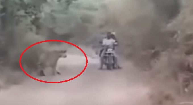 This video of bikers caught between tigers will send shiver down your spines This video of bikers caught between tigers will send shiver down your spines