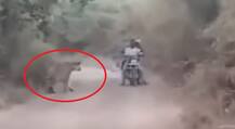 This video of bikers caught between tigers will send shiver down your spines