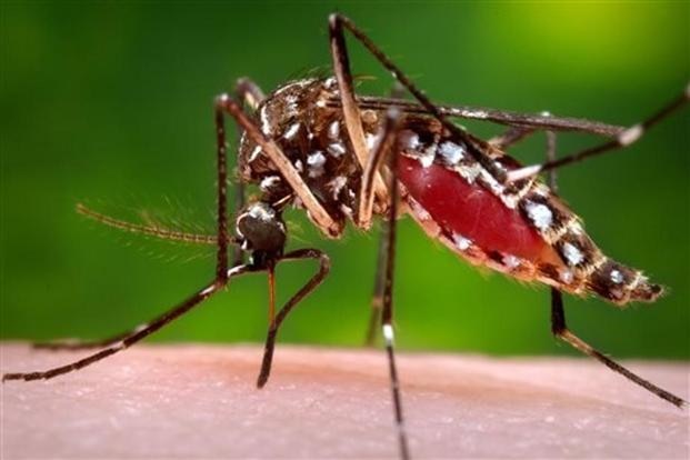 Decoded: Why mosquitoes bite you Decoded: Why mosquitoes bite you