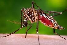 Decoded: Why mosquitoes bite you