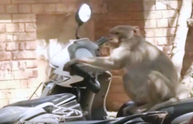 Gurugram: Monkeys being drugged with sedatives to catch them, allege Gurugram animal activists Gurugram: Monkeys being drugged with sedatives to catch them, allege animal activists