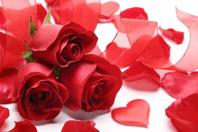 Happy Rose Day 2018: Here are some lovely messages to send to that special someone! Happy Rose Day 2018: Here Are Some Lovely Messages To Send To That Special Someone!