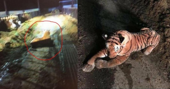 Armed forces in dramatic standoff with tiger, only to realize it is a stuffed toy Armed forces in dramatic standoff with tiger, only to realize it is a stuffed toy