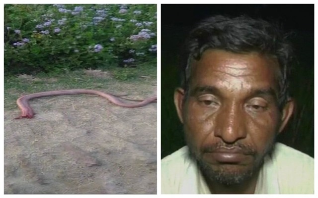 Bizarre: Farmer bit off snake’s hood after serpent bit him in Hardoi, Uttar Pradesh Bizarre: Farmer bit off snake's hood after serpent bit him in Hardoi, Uttar Pradesh