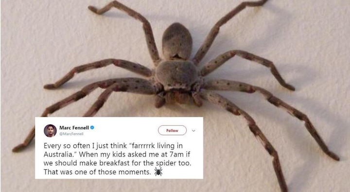 Man discovers giant spider in home when kids asked ‘should make breakfast for him too’ Man discovers giant spider at home when kids asked ‘should we make breakfast for him too’
