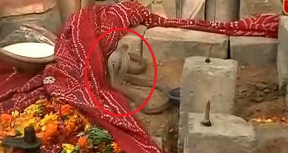 Yes, It Really Happened! Mysterious Snake Stays At Same Place For Month, Attracts Devotee Yes, It Really Happened! Mysterious Snake Stays At Same Place For Month, Attracts Devotees