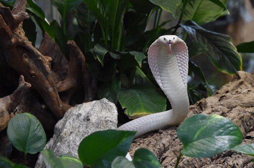 MP: Heavily drunk man survives after biting and killing snake MP: Heavily drunk man survives after biting and killing snake