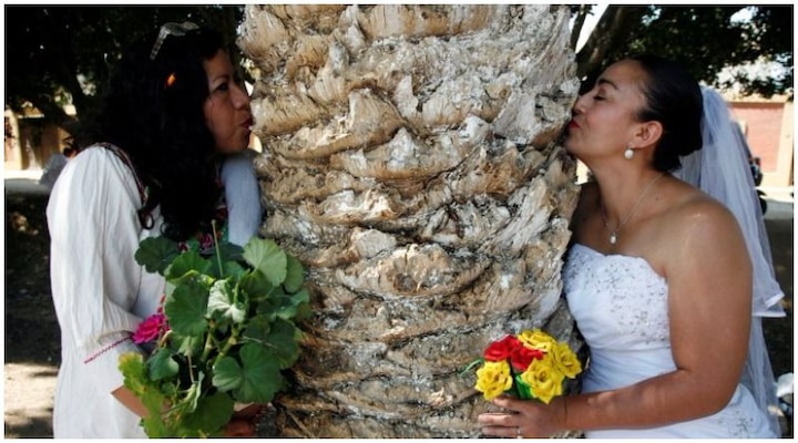 Women In Mexico Give Up On Men, Decide To Marry Trees. Know Why Women In Mexico Give Up On Men, Decide To Marry Trees. Know Why