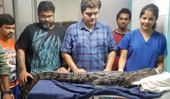 A 4.4-Foot Crocodile Found In Drain Near Construction Site In Mumbai’s Mulund A 4.4-Foot Crocodile Found In Drain Near Construction Site In Mumbai's Mulund