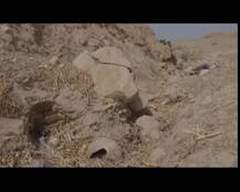 Spot where 39 Indians were buried in Mosul: Skeletal remains seen in pictures