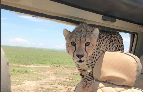Bizarre ! A Cheetah gets into this man's car and this is what he does ! Bizarre ! A Cheetah gets into this man's car and this is what he does !