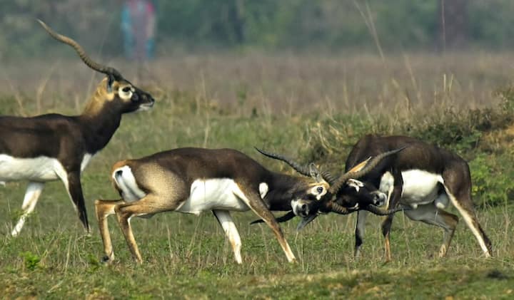 The present case was started by a Bishnoi witness who claimed to have watched Salman shoot at black bucks. (Image: AFP)