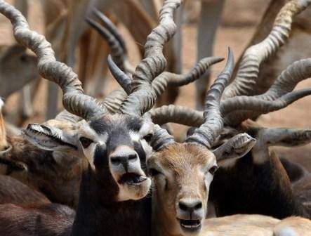 The Bishnoi sect, which was formed by Jammeshwarji Maharaj in 1542 AD, is known for its beliefs associated with nature worship and wildlife conservation, especially that of black buck. (Image: AFP)