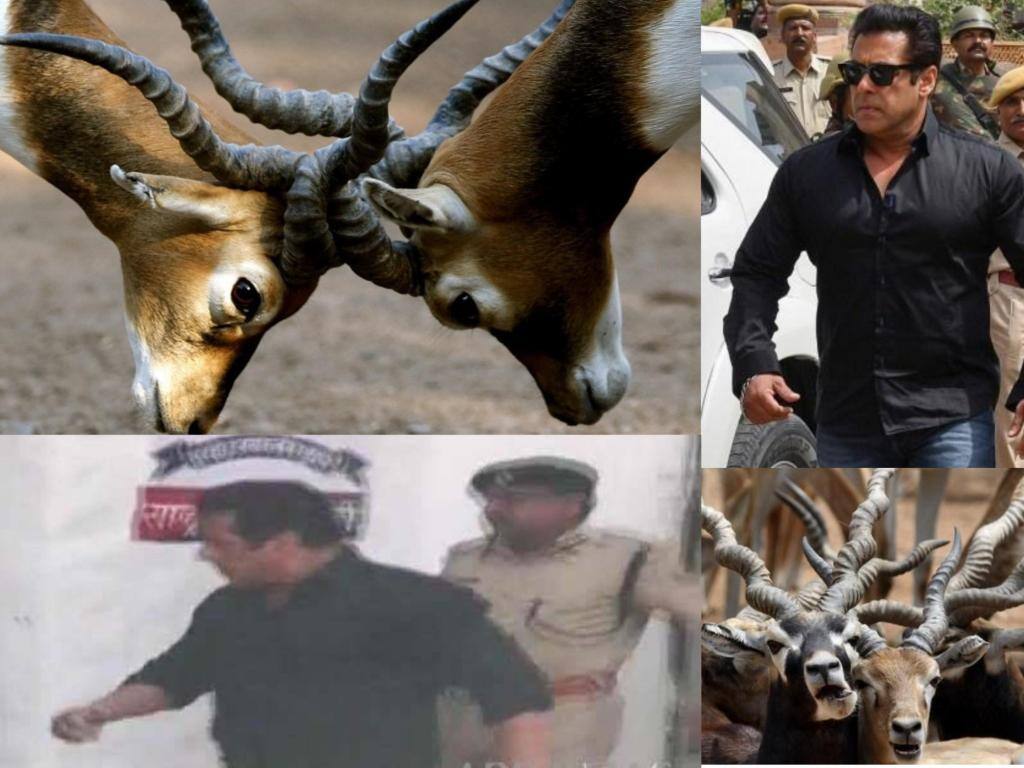 IN PICS: Here Is Why Blackbuck Poaching Got Salman Khan Into Trouble IN PICS: Here Is Why Blackbuck Poaching Got Salman Khan Into Trouble