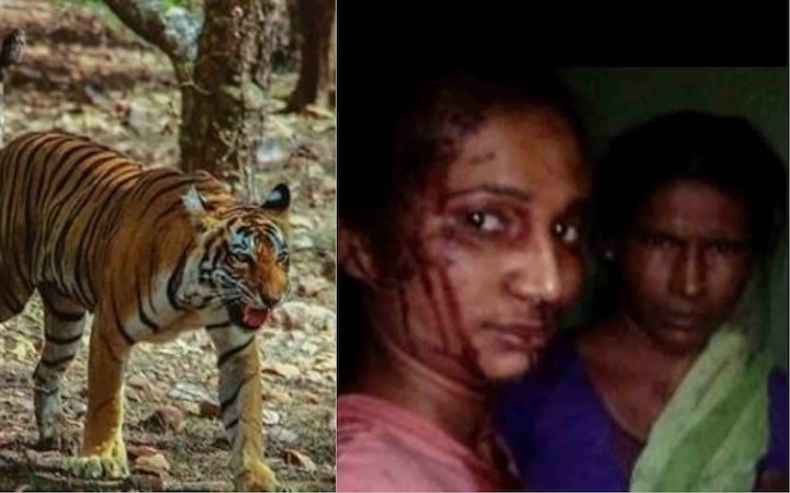 Maharashtra girl fights off tiger with a stick, then takes selfie Maharashtra girl fights off tiger with a stick, then takes selfie