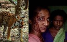 Maharashtra girl fights off tiger with a stick, then takes selfie
