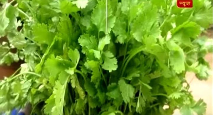 VIRAL SACH: Poisonous leaves are being mixed in Cilantro? VIRAL SACH: Poisonous parthenium leaves are being mixed with coriander?