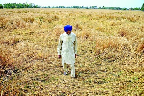 Punjab assesses damage after shock showers flatten crops and fuel storage fears Punjab assesses damage after shock showers flatten crops and fuel storage fears