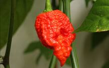 BIZARRE! Man eats world\'s hottest chilli pepper and this is what happened to him !