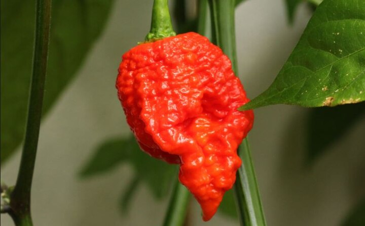 BIZARRE ! Man eats world's hottest chilli pepper and this is what happened to him ! BIZARRE! Man eats world's hottest chilli pepper and this is what happened to him !