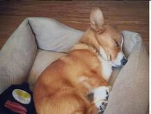 Bizarre! Man cooks neighbour\'s dog and what he does next is shocking !