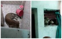 BIZARRE! Here is what this man did on finding a leopard relaxing in his bathroom
