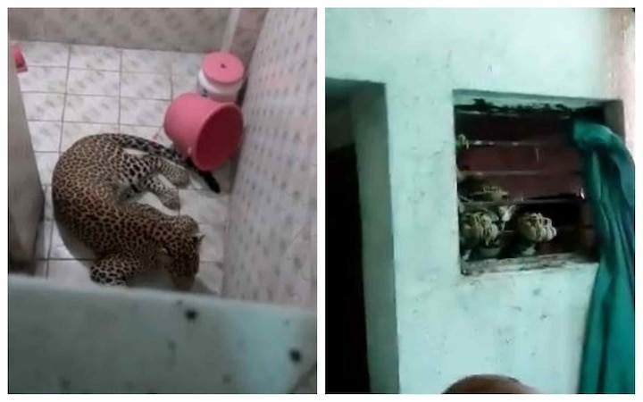BIZARRE! Here is what this man did on finding a leopard relaxing in his bathroom BIZARRE! Here is what this man did on finding a leopard relaxing in his bathroom
