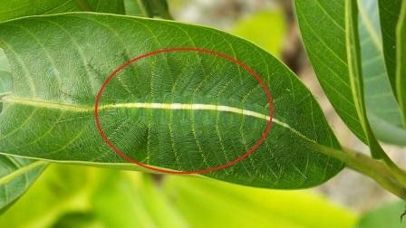 Viral Sach: insect in mango leaves can kill you? Viral Sach: Insects on mango tree are poisonous and can kill you?