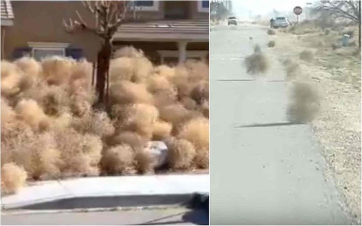 BIZARRE ! Weeds that travel invade this California city; many trapped inside houses BIZARRE ! Weeds that can travel invade this California city; many trapped inside houses